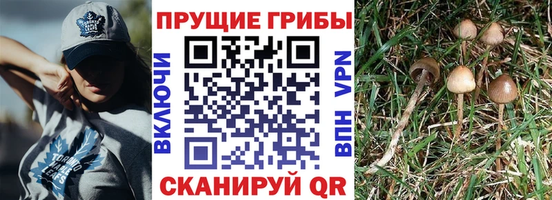 Купить  Острогожск  Псилоцибиновые грибы MAGIC MUSHROOMS 